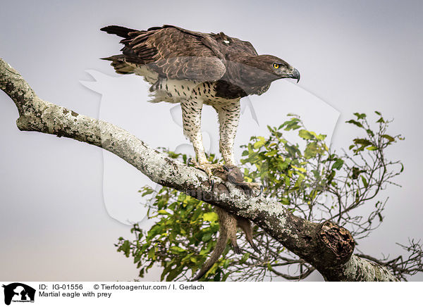Kampfadler mit Beute / Martial eagle with prey / IG-01556