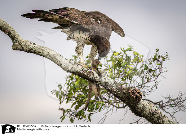 Kampfadler mit Beute / Martial eagle with prey / IG-01557