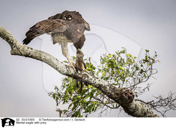Kampfadler mit Beute / Martial eagle with prey / IG-01560
