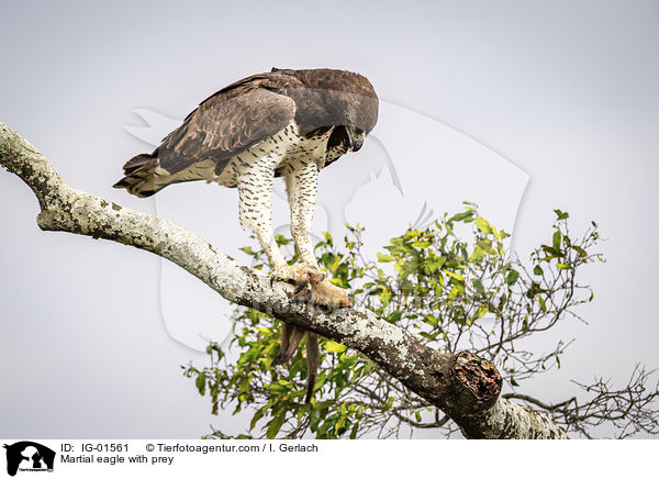 Martial eagle with prey / IG-01561