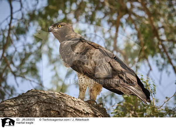 martial eagle / JR-06905