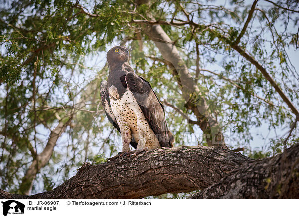 martial eagle / JR-06907