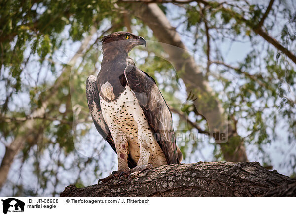martial eagle / JR-06908
