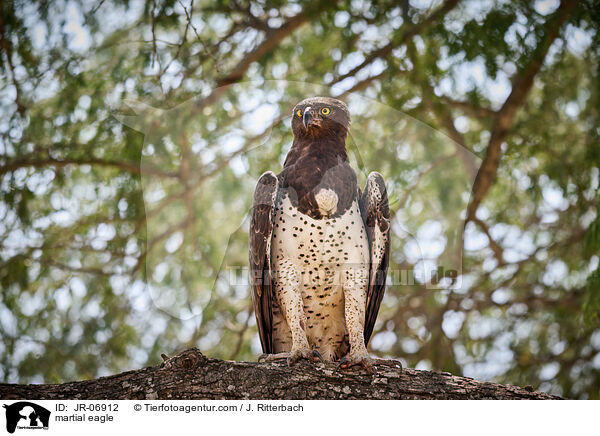 martial eagle / JR-06912