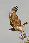 martial eagle