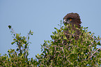 martial eagle