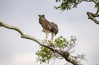 Martial eagle with prey