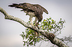 Martial eagle with prey