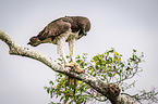 Martial eagle with prey