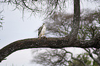 martial eagle