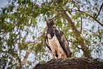 martial eagle