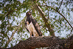 martial eagle