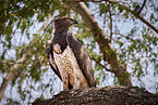 martial eagle