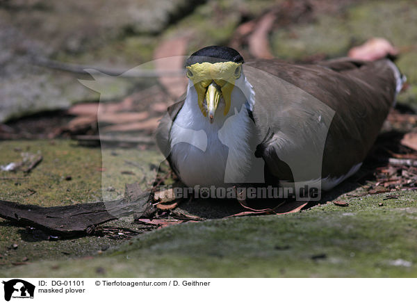 masked plover / DG-01101