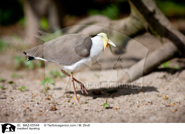 masked lapwing / MAZ-05548