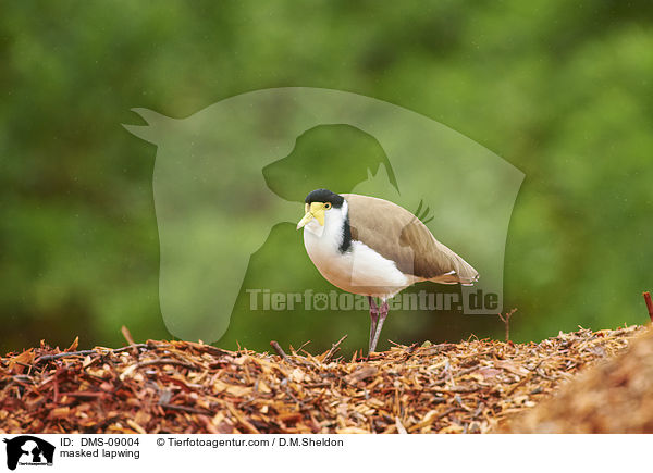 Maskenkiebitz / masked lapwing / DMS-09004