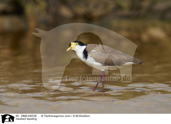 Maskenkiebitz / masked lapwing / DMS-09036