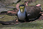 masked plover