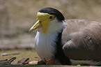 masked plover