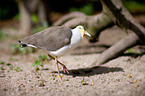 masked lapwing