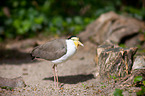 masked lapwing