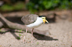 masked lapwing