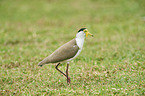 masked lapwing