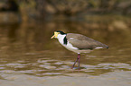 masked lapwing