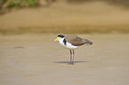 masked lapwing