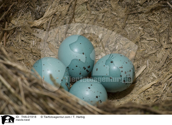 Singdrosselgelege / mavis-nest / THA-01918
