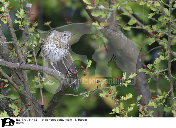 Singdrossel / mavis / THA-11472