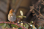 Song Thrush