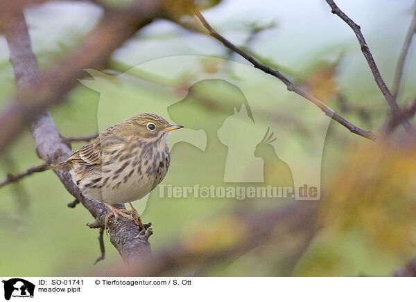 meadow pipit / SO-01741