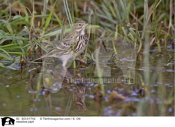 meadow pipit / SO-01742