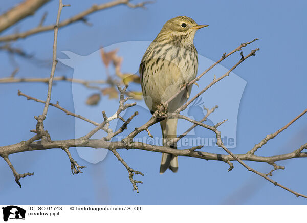meadow pipit / SO-01743