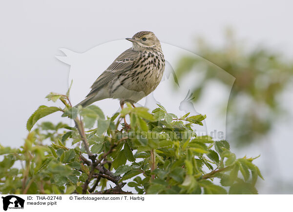 Wiesenpieper / meadow pipit / THA-02748
