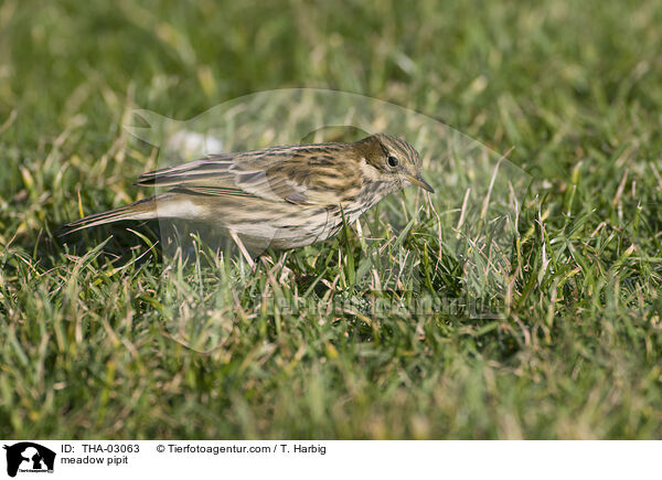 Wiesenpieper / meadow pipit / THA-03063