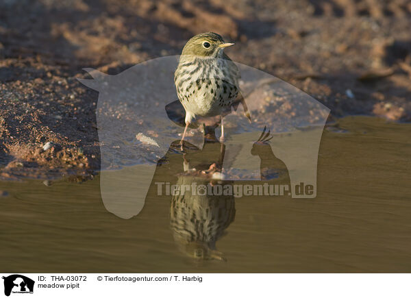 Wiesenpieper / meadow pipit / THA-03072