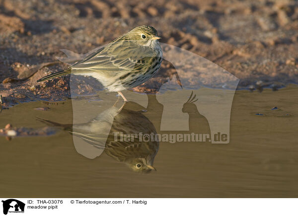 meadow pipit / THA-03076