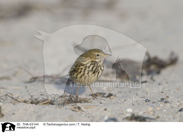 Wiesenpieper / meadow pipit / THA-03144