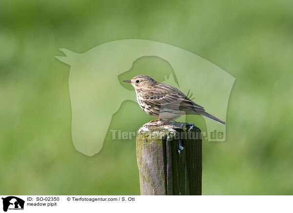 meadow pipit / SO-02350