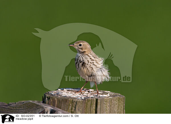 meadow pipit / SO-02351