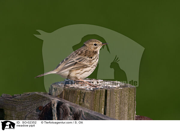 meadow pipit / SO-02352