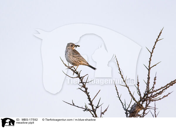 meadow pipit / MBS-17592