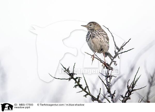 meadow pipit / MBS-17593