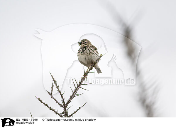 meadow pipit / MBS-17596