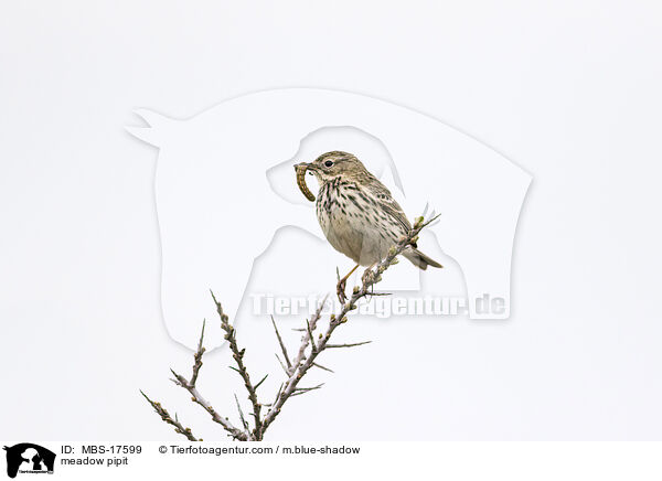 Wiesenpieper / meadow pipit / MBS-17599