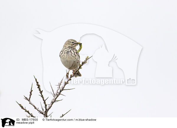 Wiesenpieper / meadow pipit / MBS-17600