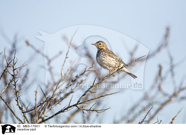 meadow pipit / MBS-17601