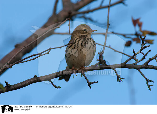 Wiesenpieper / meadow pipit / SO-02889